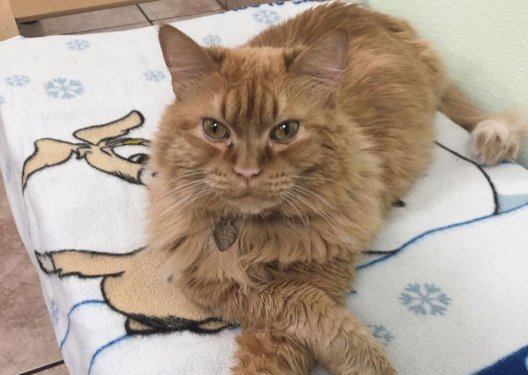 Animal Health Care Clinic Clearwater Veterinary Hospital